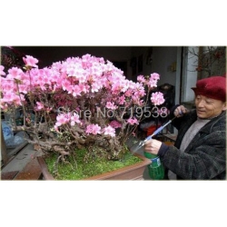 Nasiona Wiśnia japońska szt.3 Nxx79